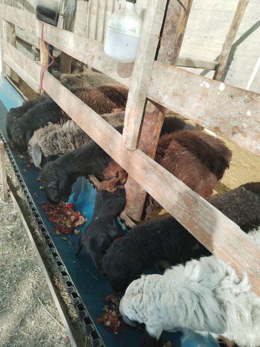 Лвлалалвдвлаалвлвлвлввь