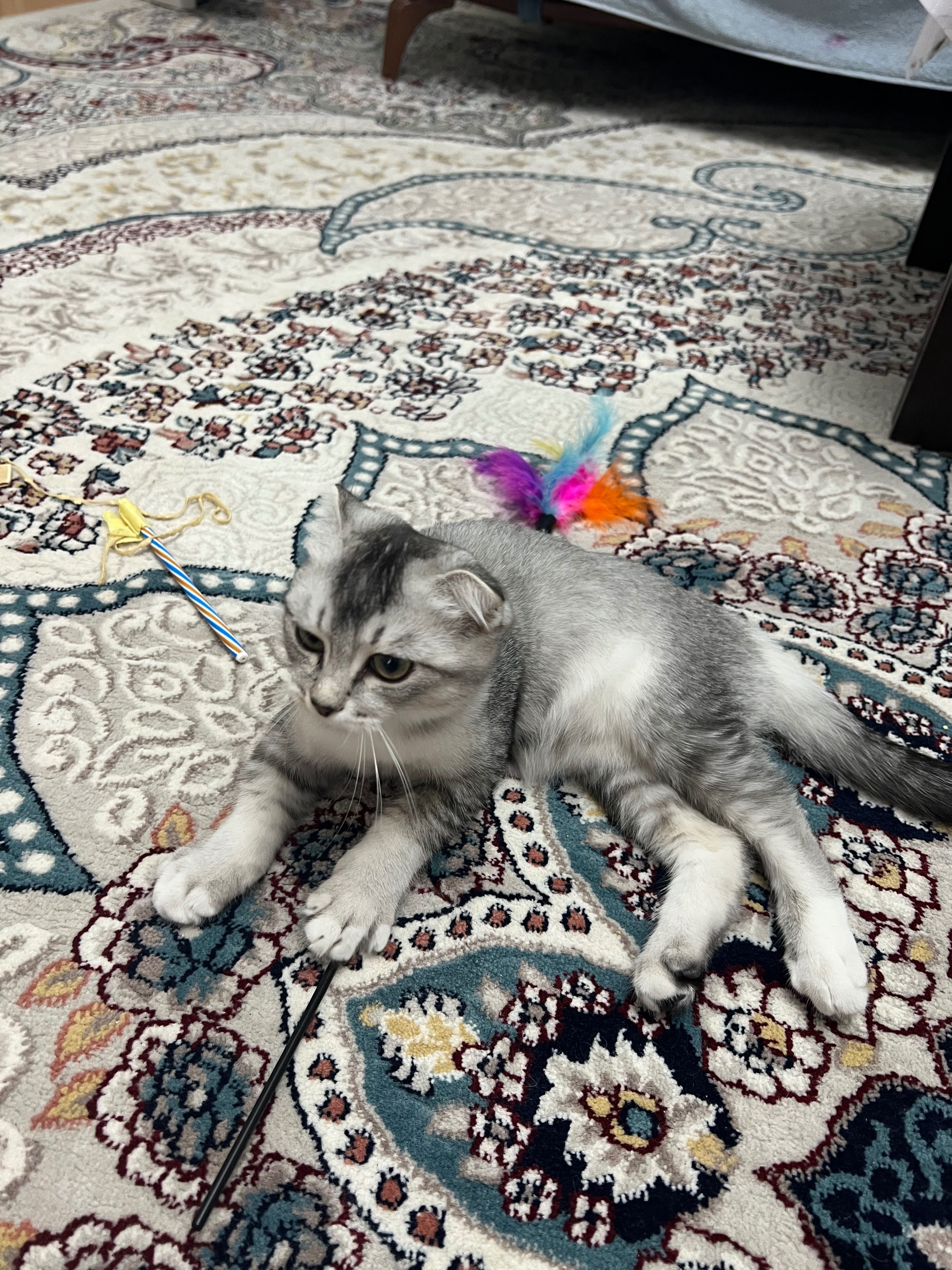 Скоттиш фолд, три месяца