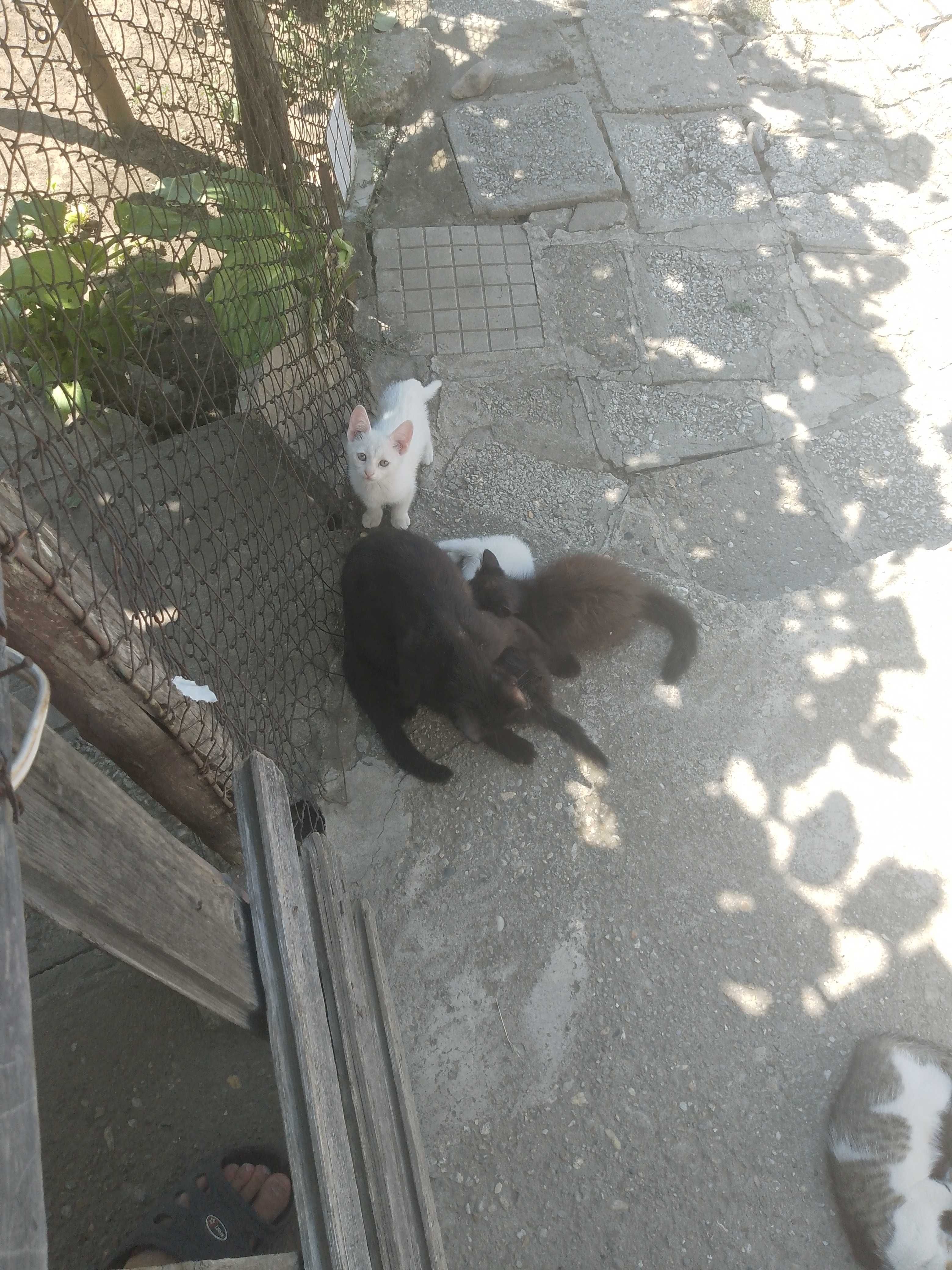 Подарявам малки котета