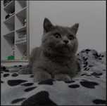 British Shorthair