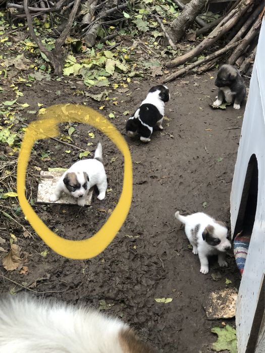 Donez pui metis ciobanesc mioritic