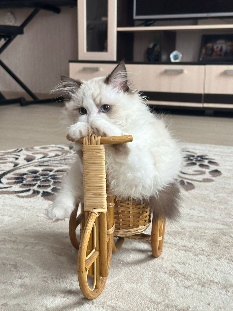Регдолл, Regdoll