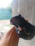 Mascul pescarus.