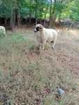 Vand animale de pastorit