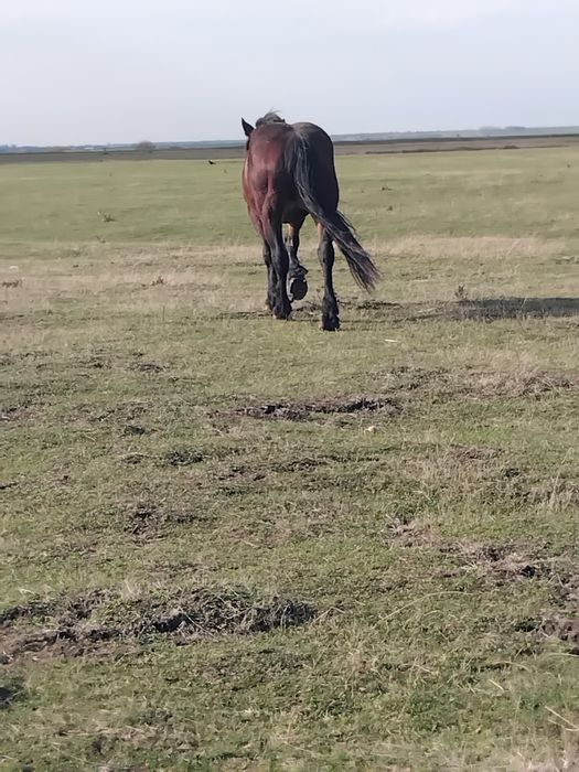 Vând iapă de 5 ani