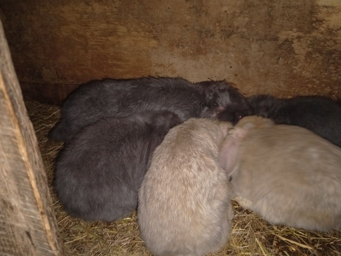 Кролики Французский баран