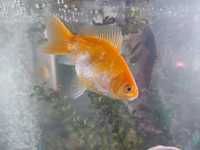 Златна рибка за аквариум. Храни се с витамини.