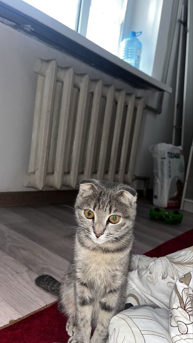 Кошки гарантия нет