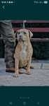Superba femela American bully