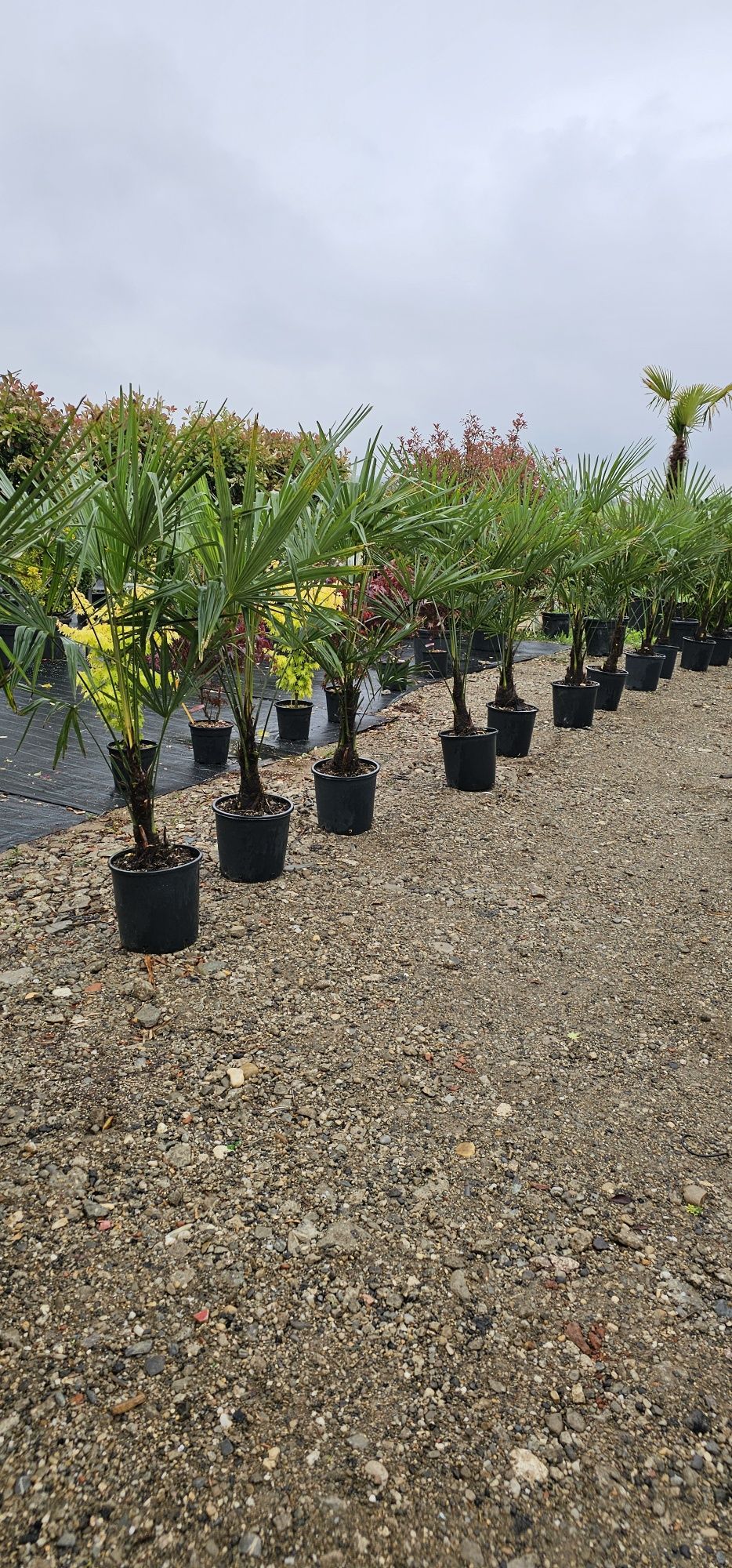 Palmieri trachycarpus fortunei- Cycas