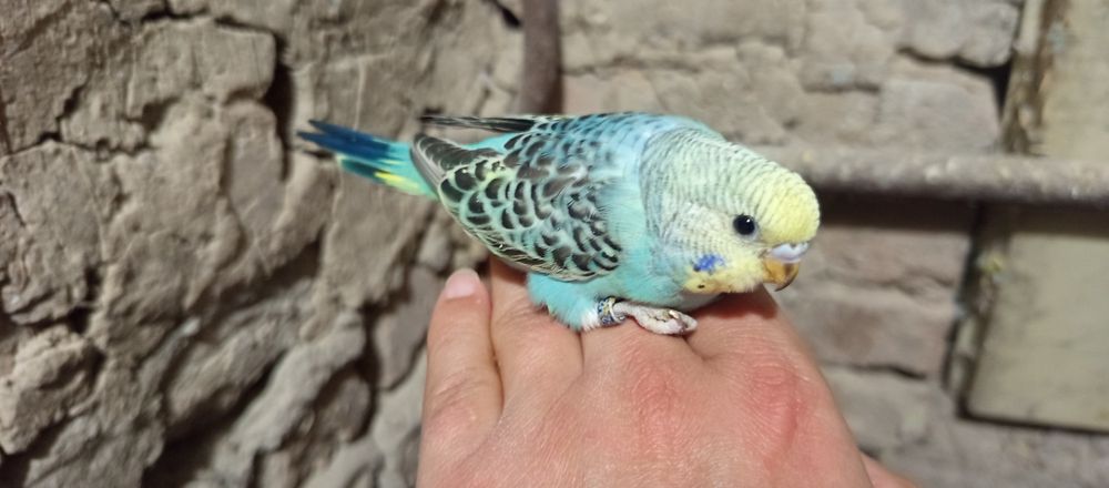 продам молодых птенцов попугаев для ручных