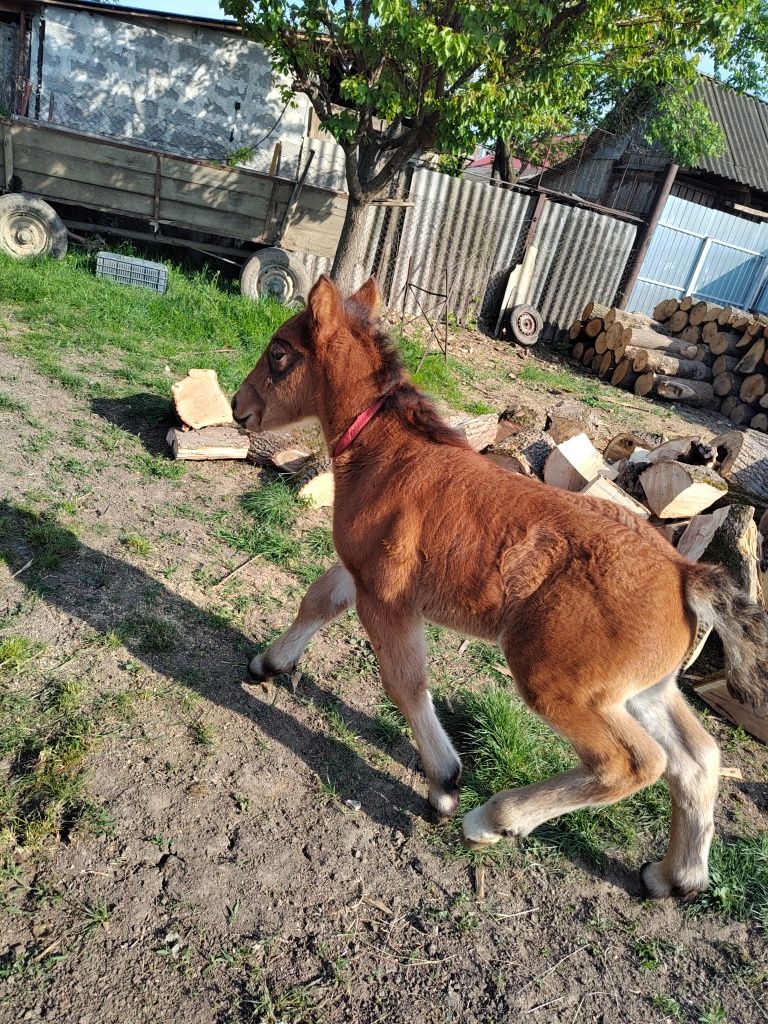 Vând iapă cu mânză