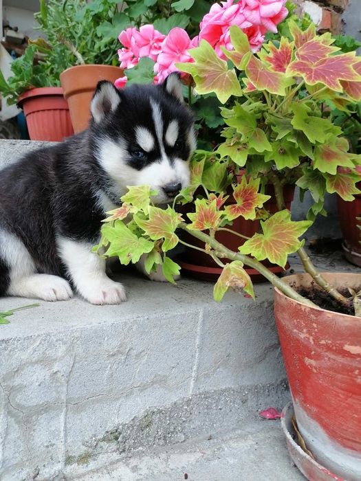 Продавам Хъски кученца