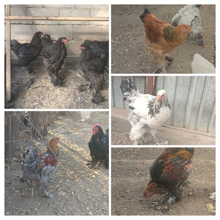 Продам Брамы Петухи.