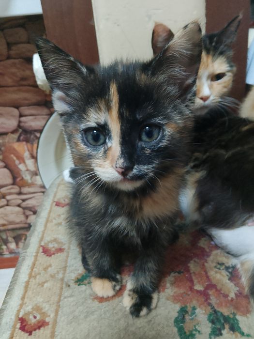 котятам нужен новый домик!