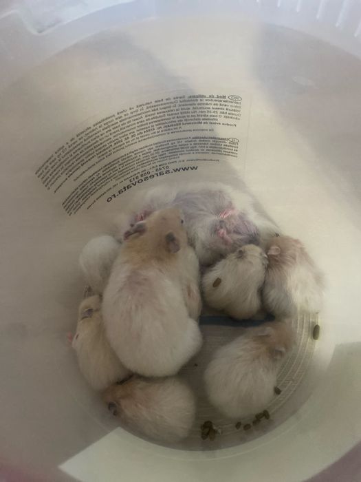 Donez hamsteri sirieni