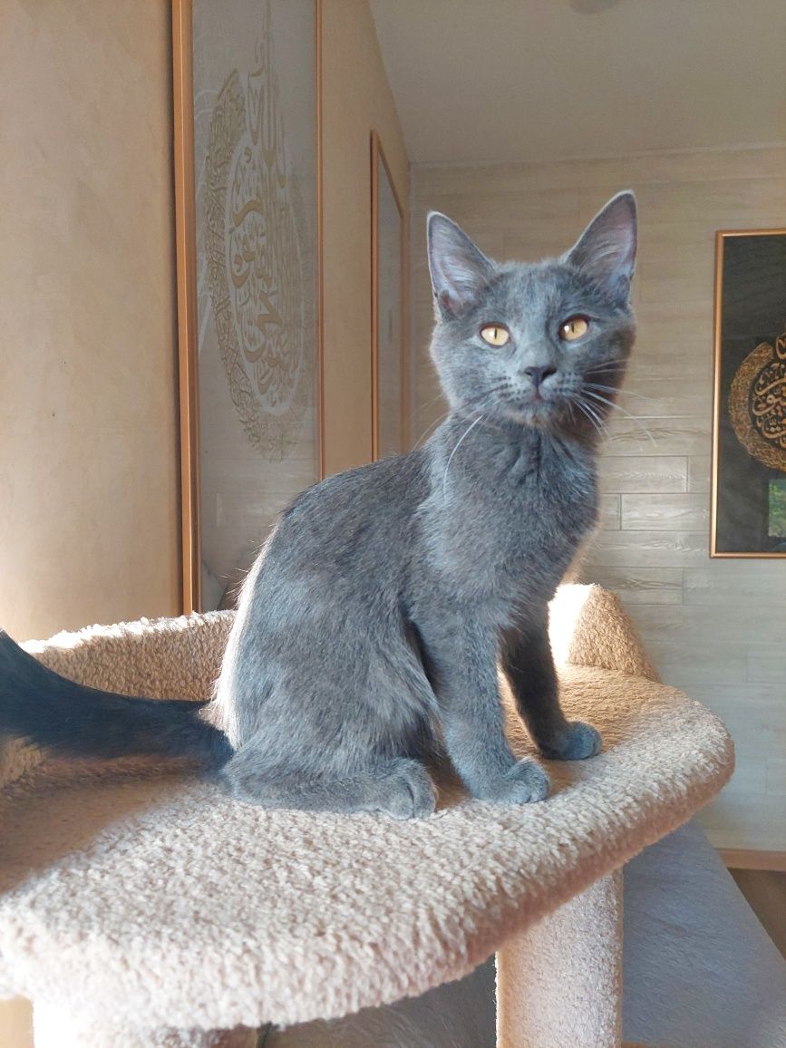 Котёнок девочка Русская голубая