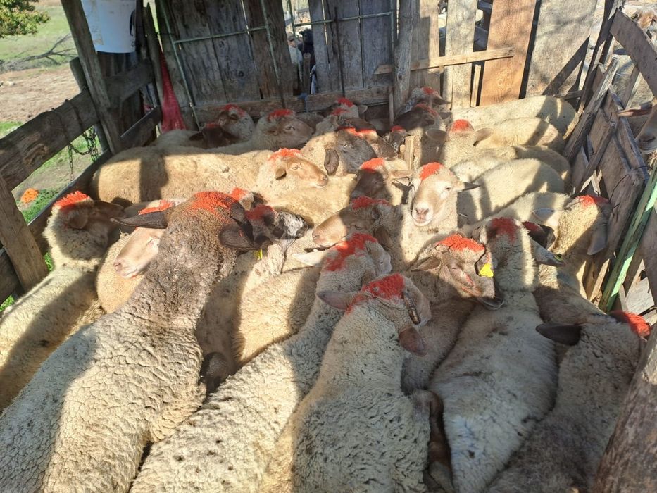 Oi tigaie de vanzare