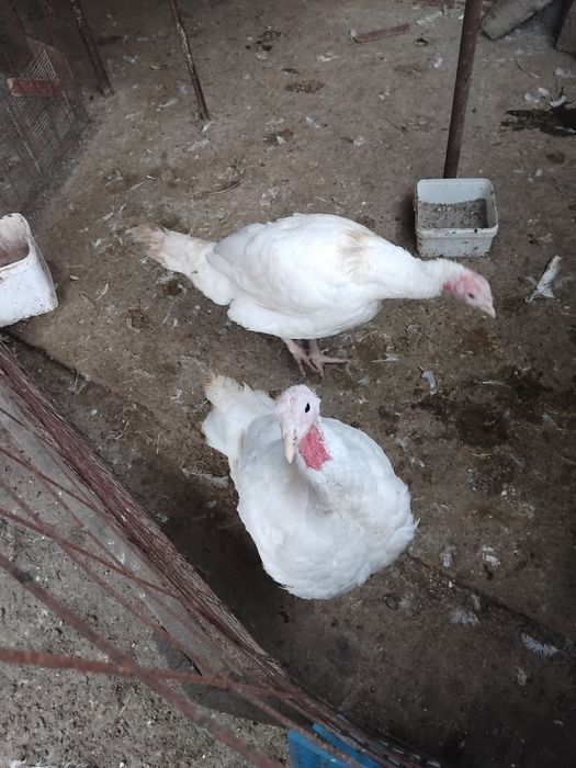 Curci de vânzare crescute natural