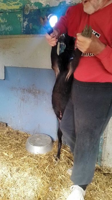 Млади елитни пръчове и козички