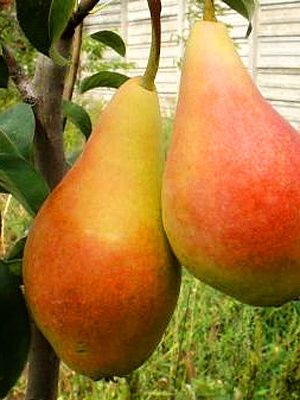 Pomi Fructiferi Străvechi Glia Strămoșească (Soiuri De Peri )