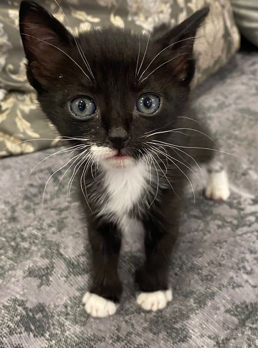 Милые и ласковые котята ищут свой дом