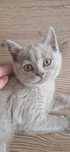 Pisica British shorthair
