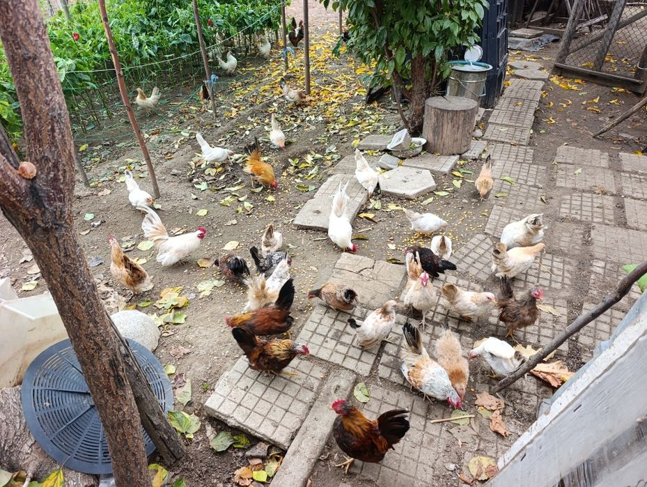 Декоративни Кокошки.