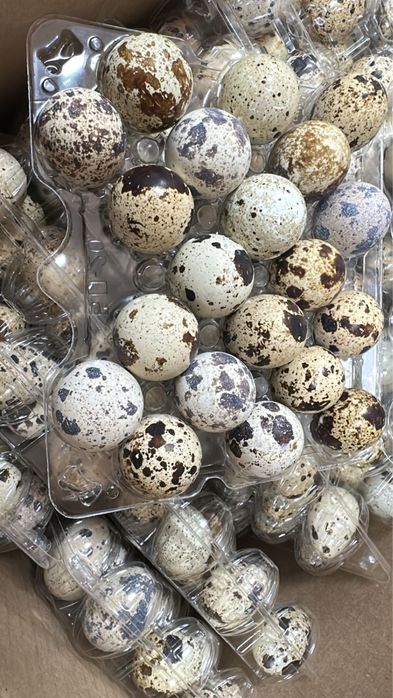 Инкубационные яйца