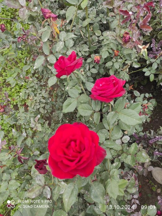 Атиргул кучатлари