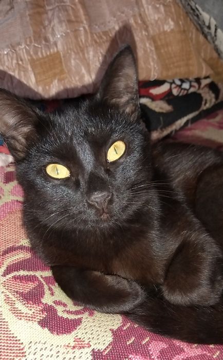 3 чёрных кота подростка