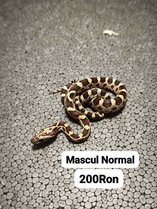 Sarpe Corn Snake 
Docili , perfecti pentru incepatori , mananca