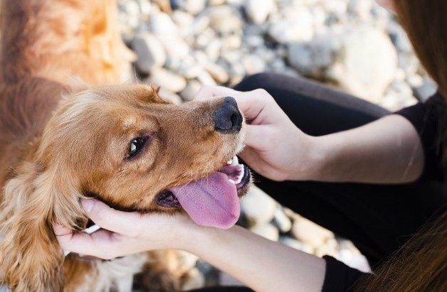 Georgy – Pet Sitter