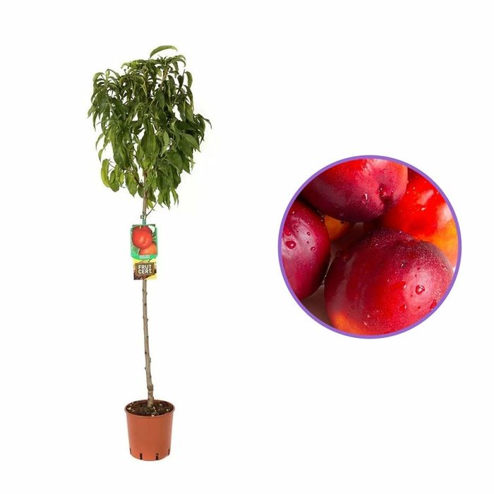 Pomi Fructiferi la Ghiveci (Nectarin )