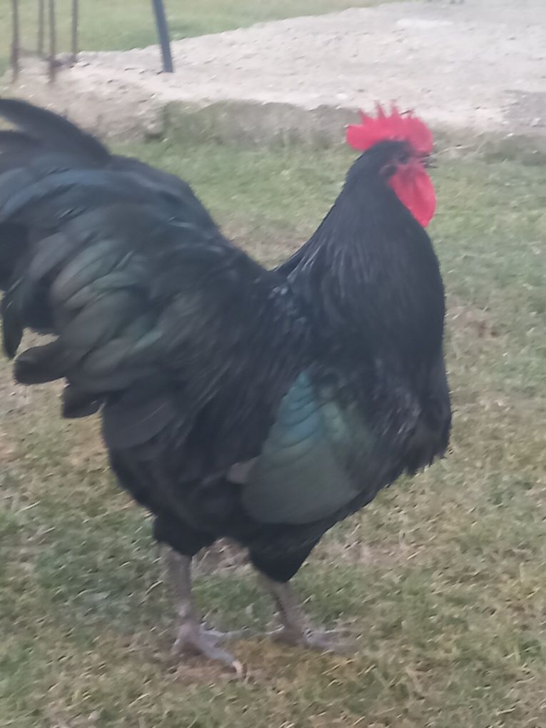 Ouă pt incubat Australorp