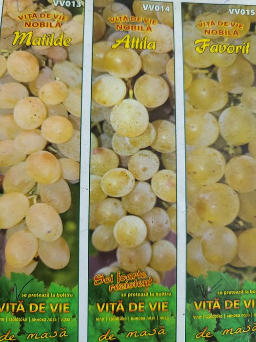Vita de vie nobila [altoita]soiuri roze de masa