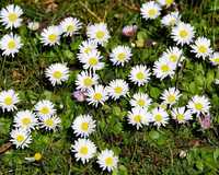 Banutei albi (Bellis perenis)