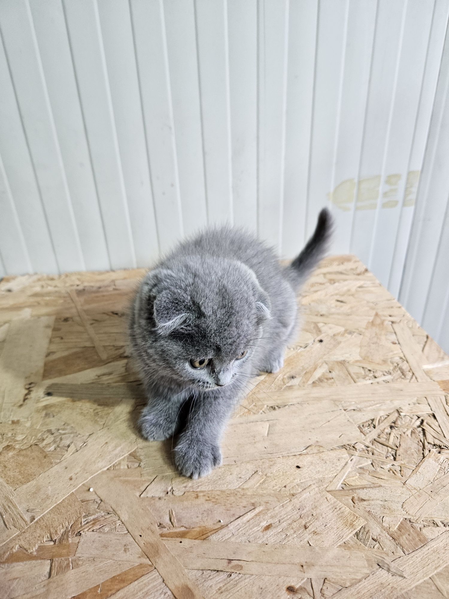 Scottish (scottish)fold   blue