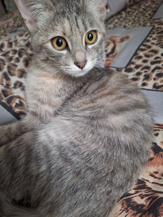 Котенок девочка бесплатно