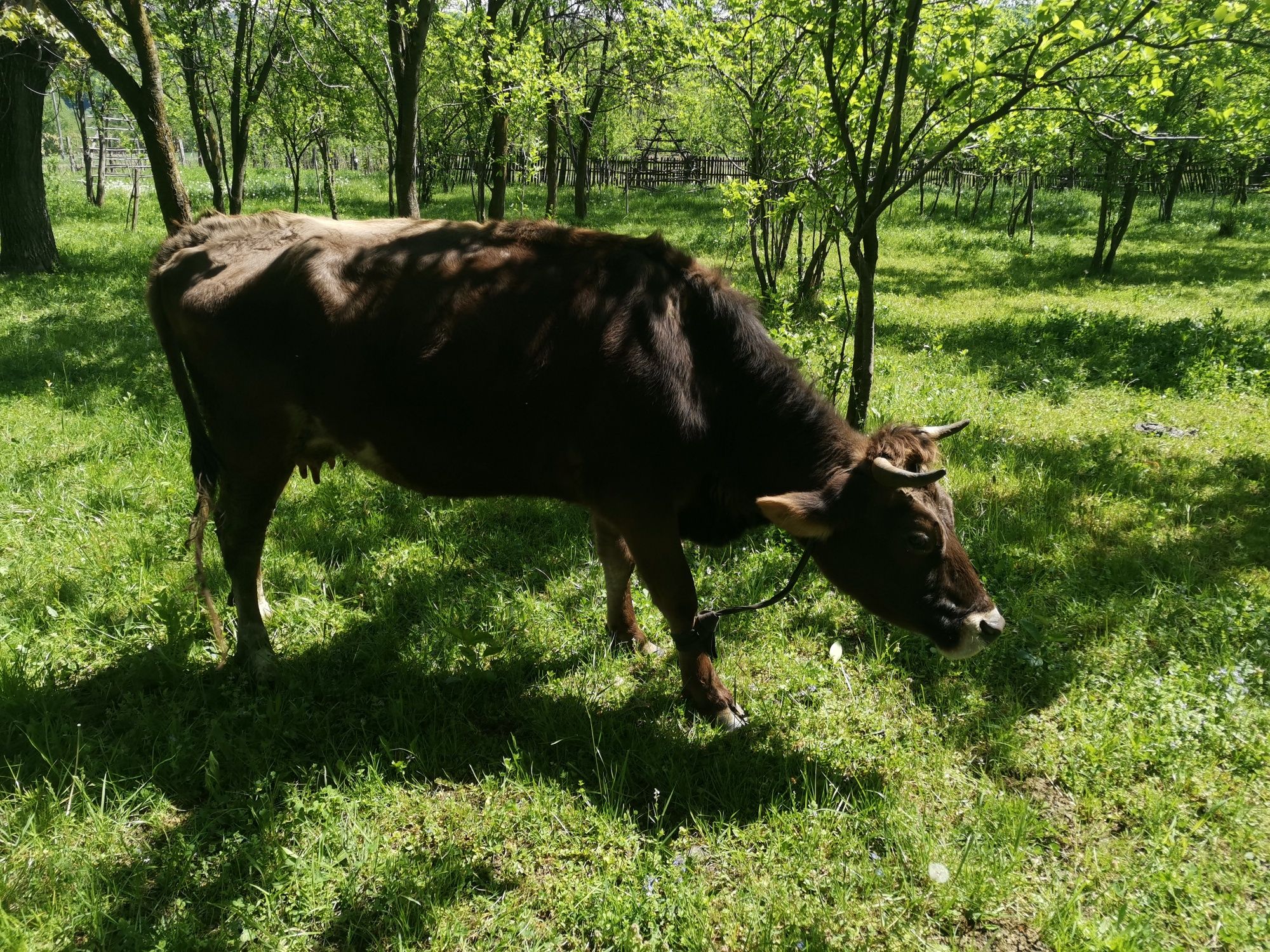 Vând vaca gonită