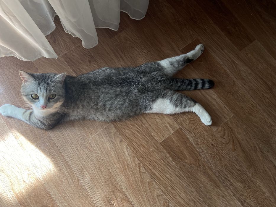 Отдам кота в хорошие руки