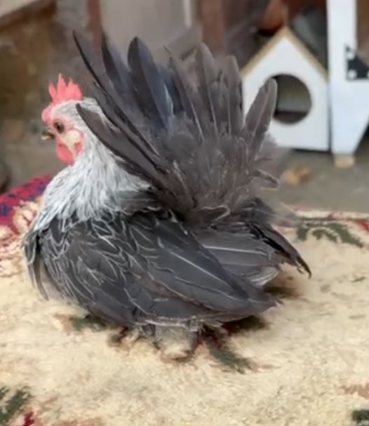 Самурайский Шабо