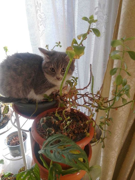 Четири котешки момиченца търсят дом и любящи стопани