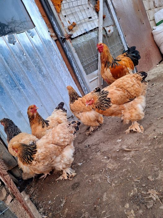 Familie Brahma Columbia