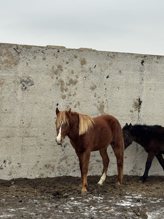 Жорга болашак Айгыр