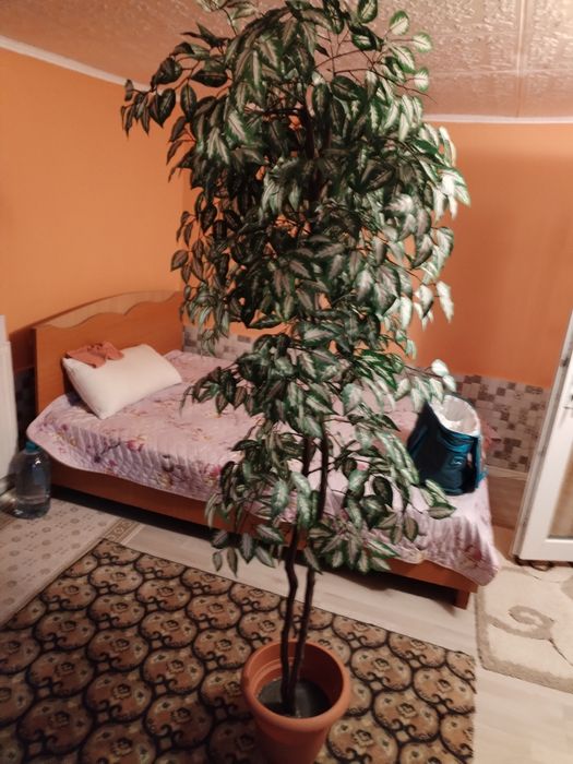 Vând arbore Ficus artificial,înalt de 2 m.