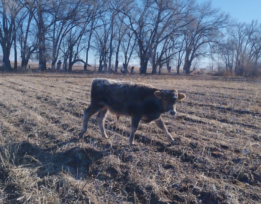 Бұқа және тайынша сатам 2 бас.