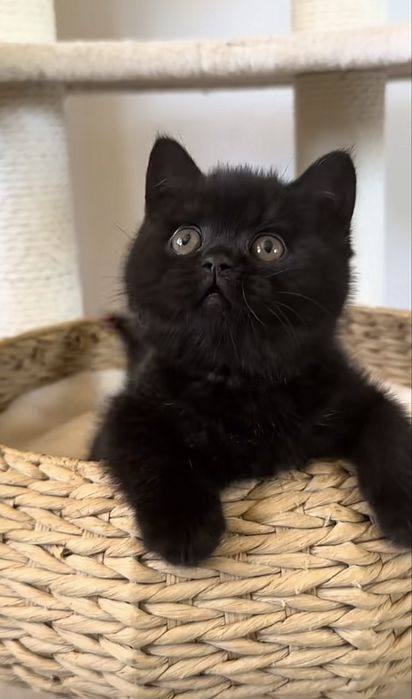 British shorthair femela