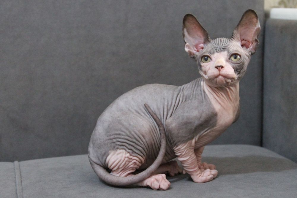 Котенок канадского сфинкса. Шоу класса