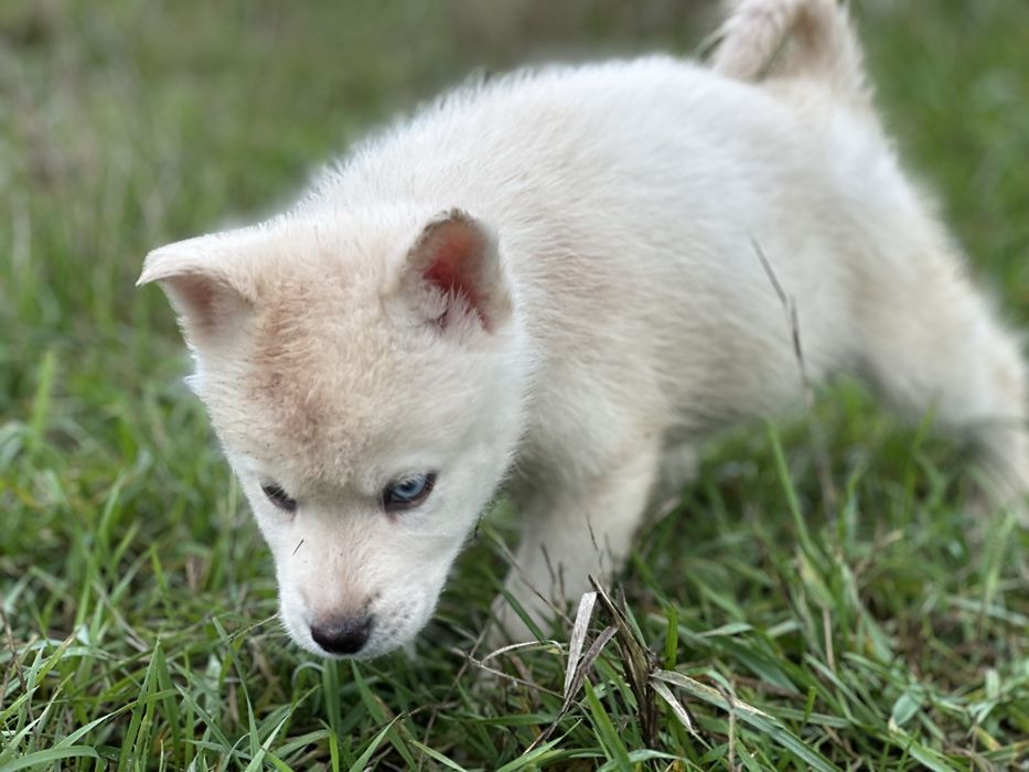 Mascul husky siberian!